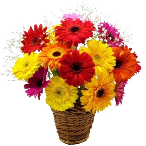 Canasta de flores gerberas